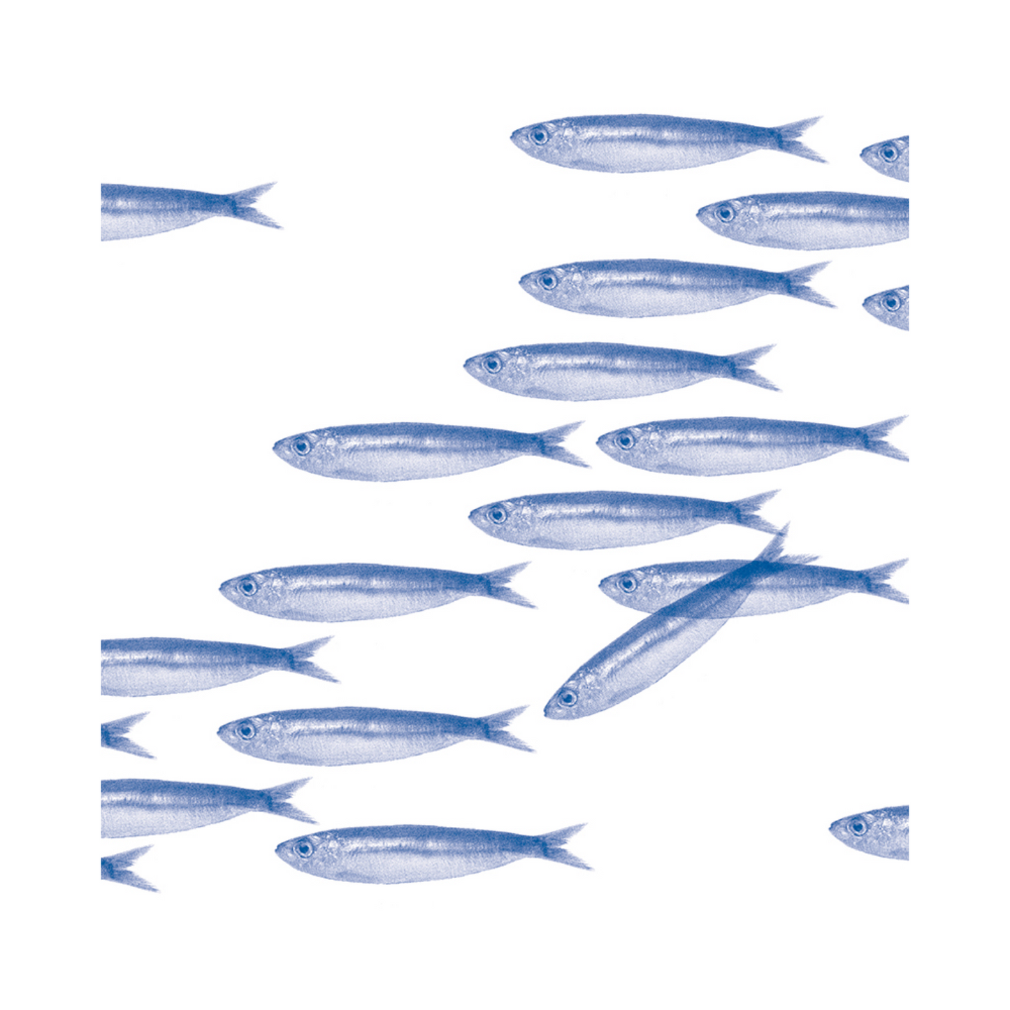 Dinner Napkins - Bench of Sardines